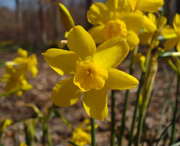 Narcissus Jonquilla